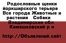 Родословные щенки йоркширского терьера - Все города Животные и растения » Собаки   . Владимирская обл.,Камешковский р-н